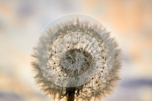 Dandelion on sunset background