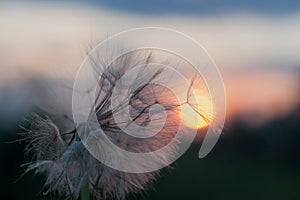 dandelion at sunset . Freedom to Wish. Dandelion silhouette fluffy flower on sunset sky