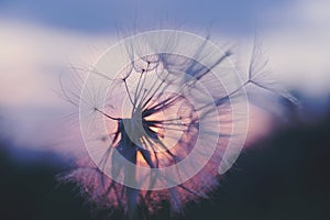 dandelion at sunset . Freedom to Wish. Dandelion silhouette fluffy flower on sunset sky