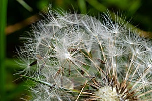 dandelion at sunset . Freedom to Wish. Dandelion silhouette fluffy flower on sunset sky. Seed macro closeup. Soft focus. Goodbye