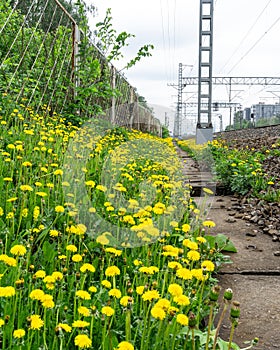 Dandelion superbloom by a railroad