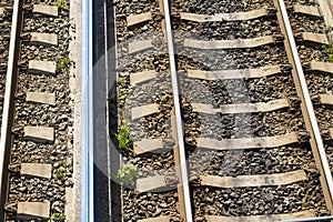Dandelion survives on railway tracks