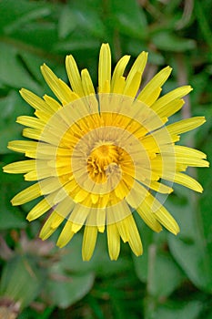 Dandelion. Taraxacum officinale