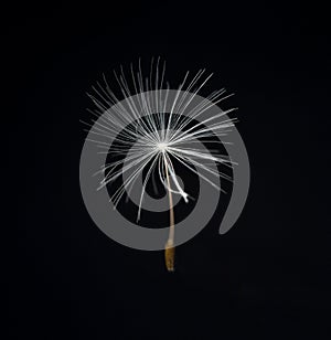 Dandelion, Taraxacum officinale