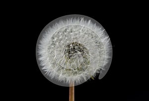 Dandelion, Taraxacum officinale