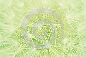 Dandelion (Taraxacum officinale)