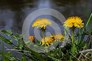 Dandelion Taraxacum officinale as a wall flower, is a pioneer plant and survival artist that can also thrive on gravel roads.