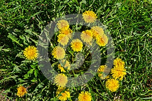 Dandelion Taraxacum officinale as a wall flower, is a pioneer plant and survival artist that can also thrive on gravel roads.