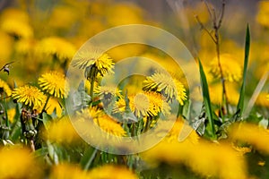 Dandelion Taraxacum officinale as a wall flower, is a pioneer plant and survival artist that can also thrive on gravel roads.