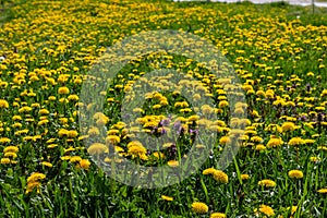 Dandelion Taraxacum officinale as a wall flower, is a pioneer plant and survival artist that can also thrive on gravel roads.