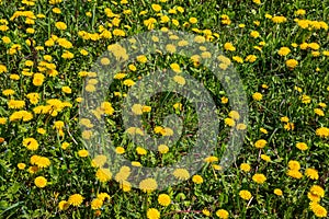 Dandelion Taraxacum officinale as a wall flower, is a pioneer plant and survival artist that can also thrive on gravel roads.