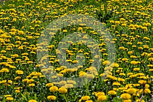 Dandelion Taraxacum officinale as a wall flower, is a pioneer plant and survival artist that can also thrive on gravel roads.