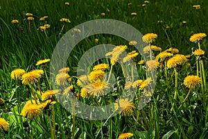 Dandelion Taraxacum officinale as a wall flower, is a pioneer plant and survival artist that can also thrive on gravel roads.