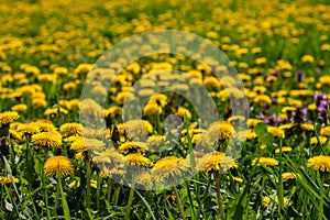 Dandelion Taraxacum officinale as a wall flower, is a pioneer plant and survival artist that can also thrive on gravel roads.