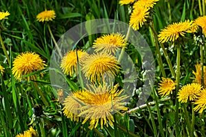 Dandelion Taraxacum officinale as a wall flower, is a pioneer plant and survival artist that can also thrive on gravel roads.