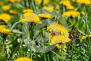 Dandelion Taraxacum officinale as a wall flower, is a pioneer plant and survival artist that can also thrive on gravel roads.