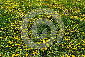 Dandelion Taraxacum officinale as a wall flower, is a pioneer plant and survival artist that can also thrive on gravel roads.