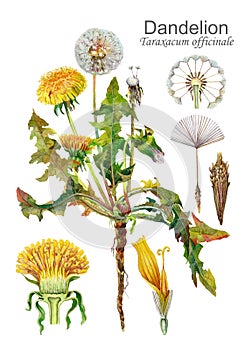 Dandelion Taraxacum officinale. Botanical watercolor illustration