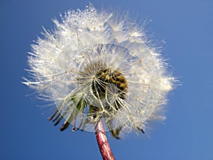 Dandelion - Taraxacum officinale - with dew