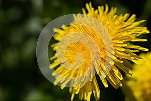 Dandelion Taraxacum officinale flower closeup