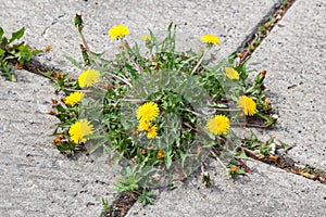 Dandelion, taraxacum officinale, growing on pavement