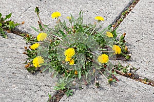 Dandelion, taraxacum officinale, growing on pavement photo