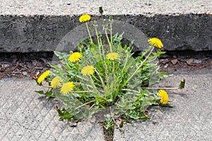 Dandelion, taraxacum officinale, growing on pavement photo