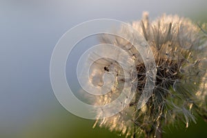 Dandelion - Taraxacum officinale its blooming flower. A spider climbs on the fluff
