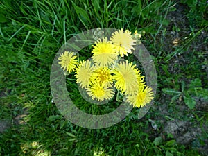 Dandelion - Taraxacum officinale, Norfolk, England, UK