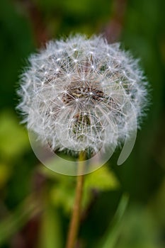 Dandelion Taraxacum officinale seedhead