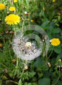 Dandelion Taraxacum officinale in a spring day