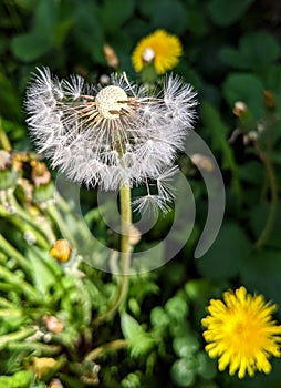 Dente di leone primavera 