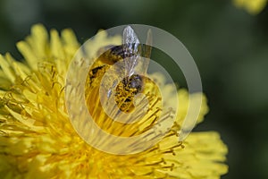 Dandelion, taraxacum officinale. Wild yellow flower and bee in nature, closeup, top view. Ukraine