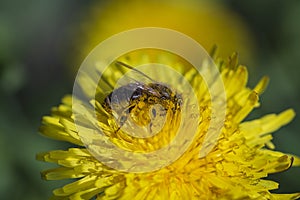 Dandelion, taraxacum officinale. Wild yellow flower and bee in nature, close up . Ukraine