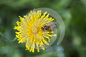 Dandelion, taraxacum officinale. Wild yellow flower and bee in nature, closeup, top view. Ukraine