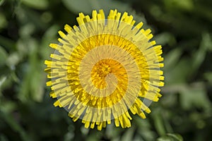 Dandelion, taraxacum officinale. Wild yellow flower in nature, close up, top view