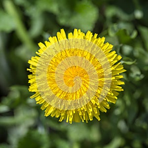 Dandelion, taraxacum officinale. Wild yellow flower in nature, close up, top view