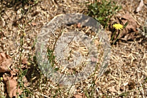 Dandelion Taraxacum pappus  1