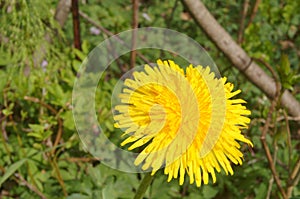 Dandelion (Taraxacum Ruderalia)