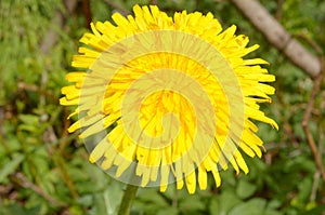 Dandelion (Taraxacum Ruderalia) in sun light