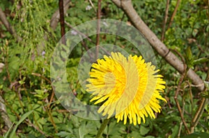 Dandelion (Taraxacum Ruderalia) in Norway