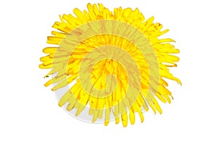 Dandelion (Taraxacum Ruderalia) with transparent background
