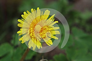 Dandelion  taraxacum sect ruderalia