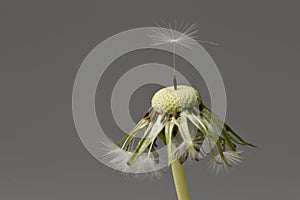 Dandelion (Taraxacum sect. Ruderalia)