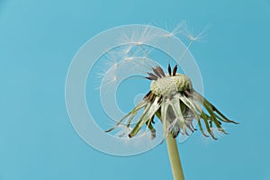 Dandelion (Taraxacum sect. Ruderalia)