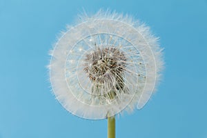 Dandelion (Taraxacum sect. Ruderalia)