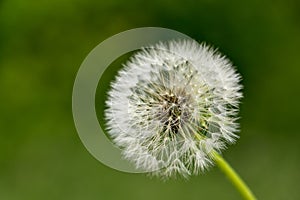 Dandelion (Taraxacum sect. Ruderalia)