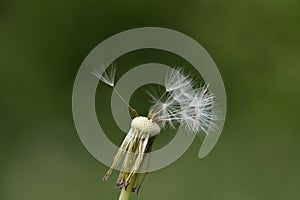 Dandelion (Taraxacum sect. Ruderalia)