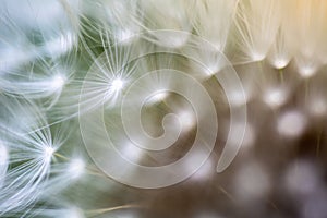 Dandelion, Taraxacum, seeds connected to flower head super macro