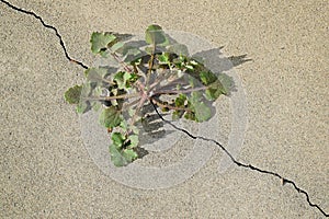 Dandelion ( Taraxacum sp.) plant growing out of a crack in a concrete slab. photo